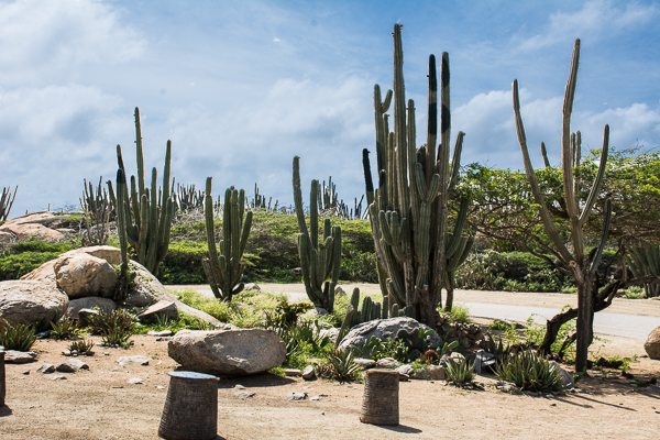 Tall cacti at Alta Vista Chapel in Aruba.