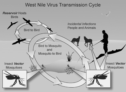 West Nile Virus.