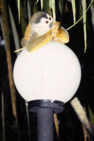 Monkey at Costa Verde.