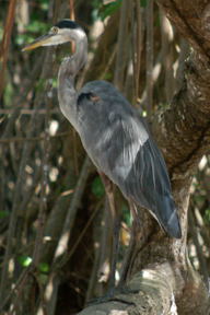 Bird on banks of Tarcoles River.