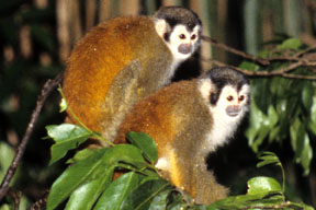 Squirrel monkeys in Costa Rica.