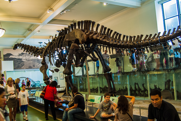 Dinosaur skeleton in America Museum of Natural History. 