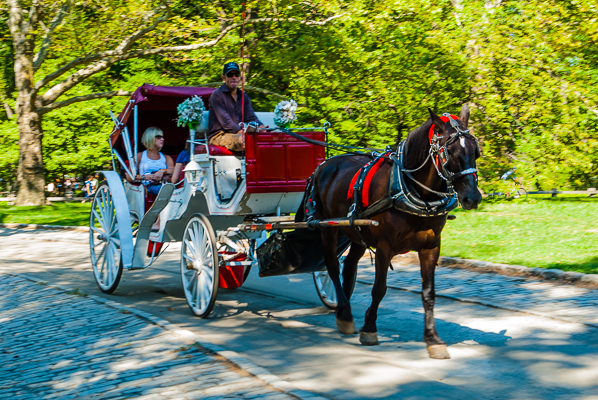 Horse and carriage in Central Park. 