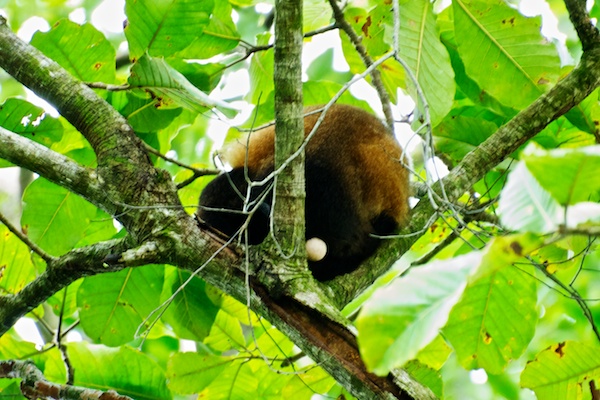 A monkey sleeping high in a tree at Manuel Antonio National Park.