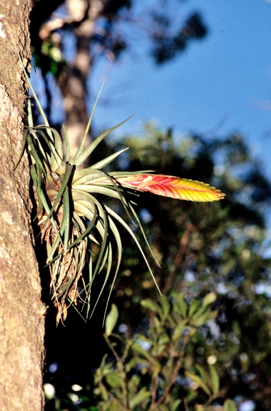 Plant growing on the side of a tree at Monteverde.