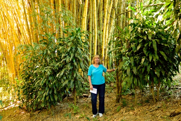 Rebecca in front of bamboo on a nature walk at the Xandari resort.
