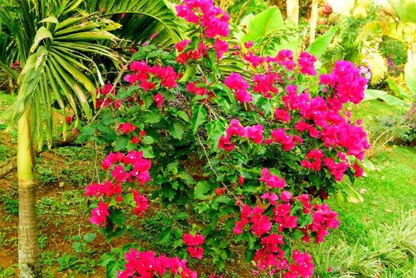 Xandari resort flower garden.